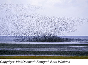 Vogelschwarm in Dänemark