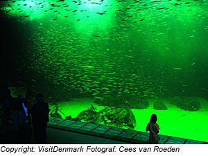 Aquarium in Hirtshals, Dänemark