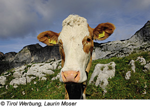 Kuh im Rofangebirge, Tirol