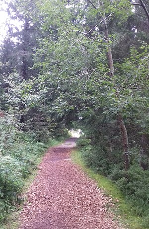 Grenzweg am Kniebis im Schwarzwald