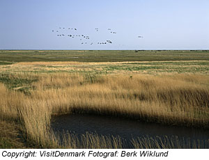 Landschaft in Dänemark