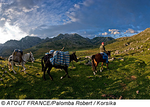 Pferde in den Bergen Korsikas