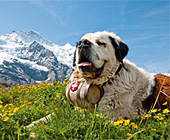 Ferienwohnungen im Wallis