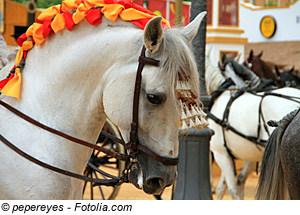 Jerez de la Frontera, Spanische Reitschule